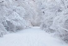 Shqipëria ‘vesh’ mantelin e bardhë/ Zbardhen disa fshatra malorë, temperatura të ulëta e reshje dëbore