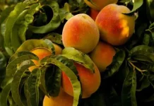 Pjeshkët e importuara nga Greqia me pesticide/ AKU thirrje bizneseve: “Ktheni produktin”
