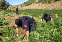 Shkodra, epiqendra e kultivimit të kanabisit: 87% e totalit në rang kombëtar/ Korça vetëm 4 bimë
