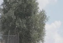 I thyen xhamin e makinës dhe i nxorrën jashtë/ Marokenët përdhunojnë 18-vjeçaren në sy te të dashurit në Romë