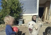 Rrëfimi rrëqethës i nënës së 2-vjeçarit shqiptar rë vrarë nga qeni në Greqi: “U tremb nga të shtënat e gjuetarëve”